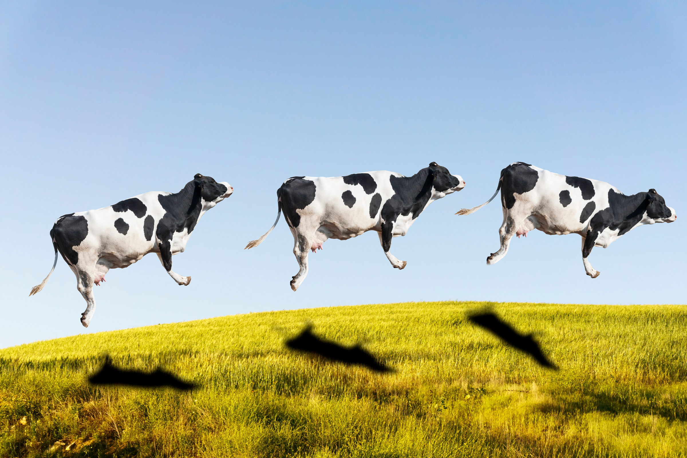 Flying cow